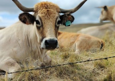 Tour  des monts d'Aubrac
